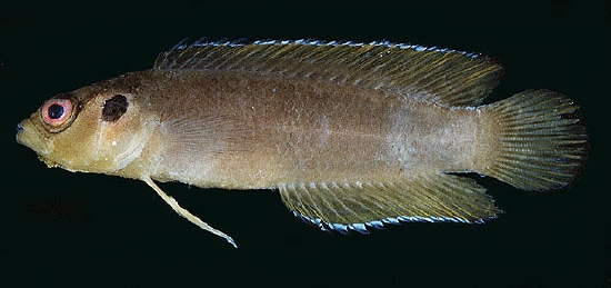 Pseudoplesiops revellei (Bearded Dottyback)